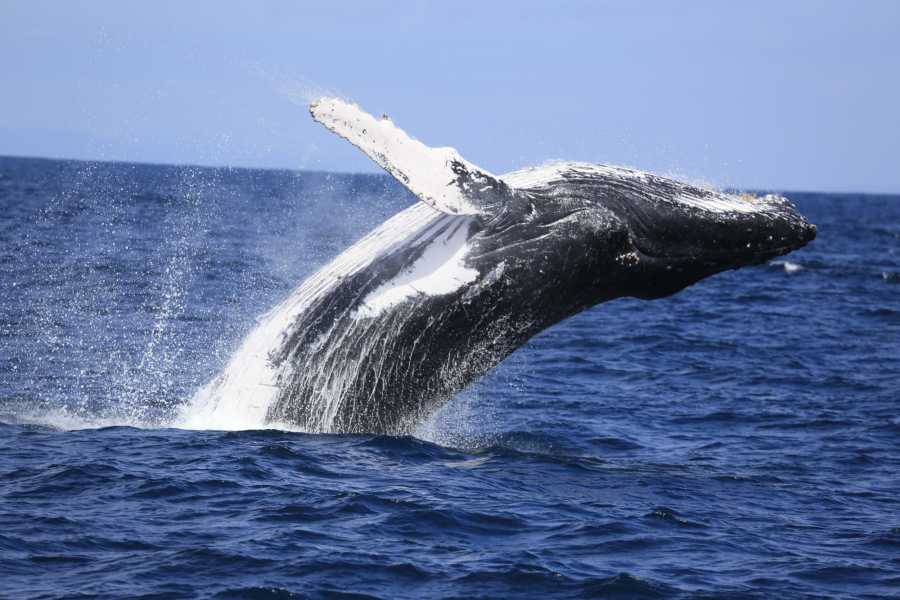 Avistamiento de Ballenas